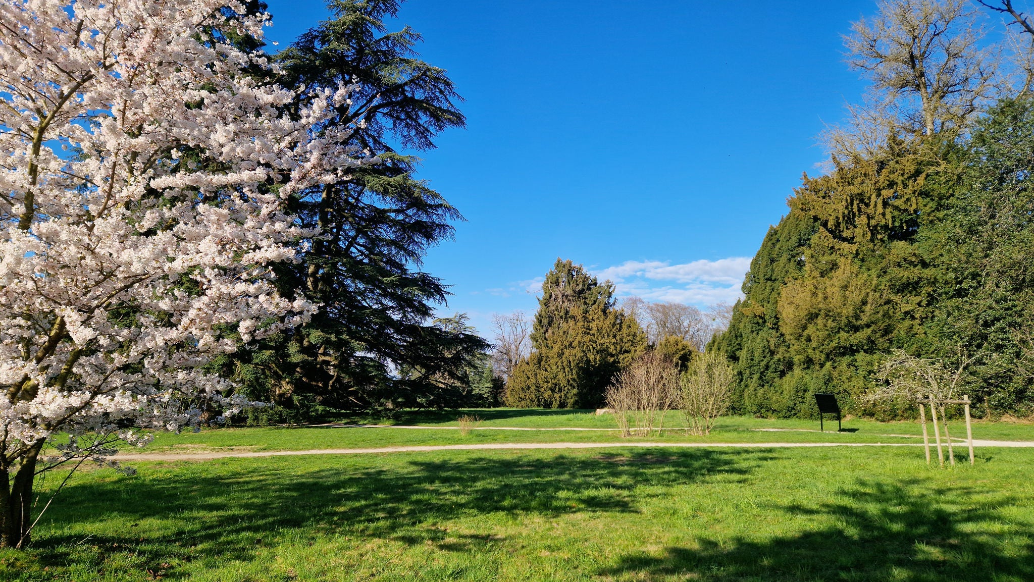 Le parc et son cerisier