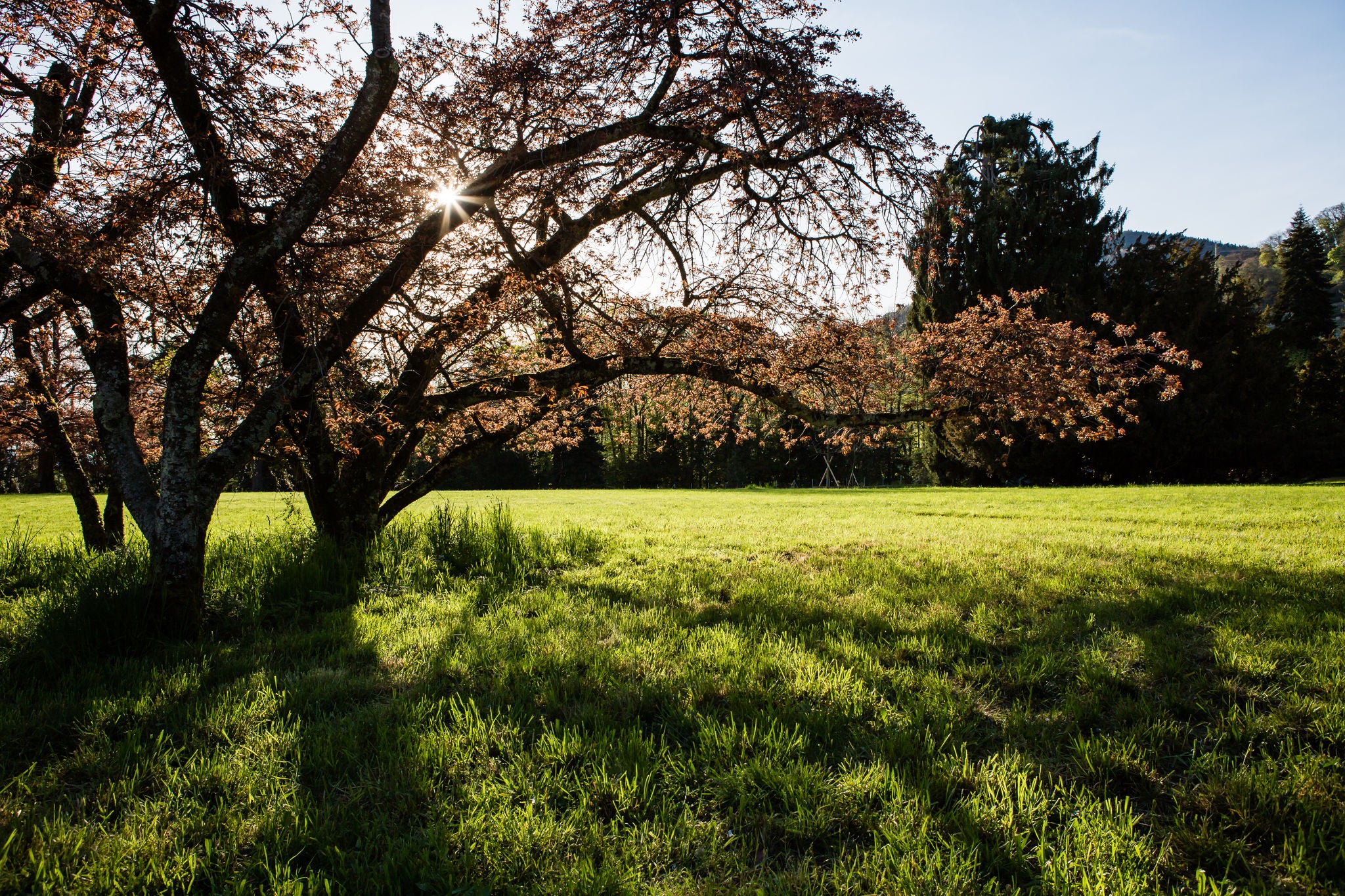 Soleil rasant sur le parc